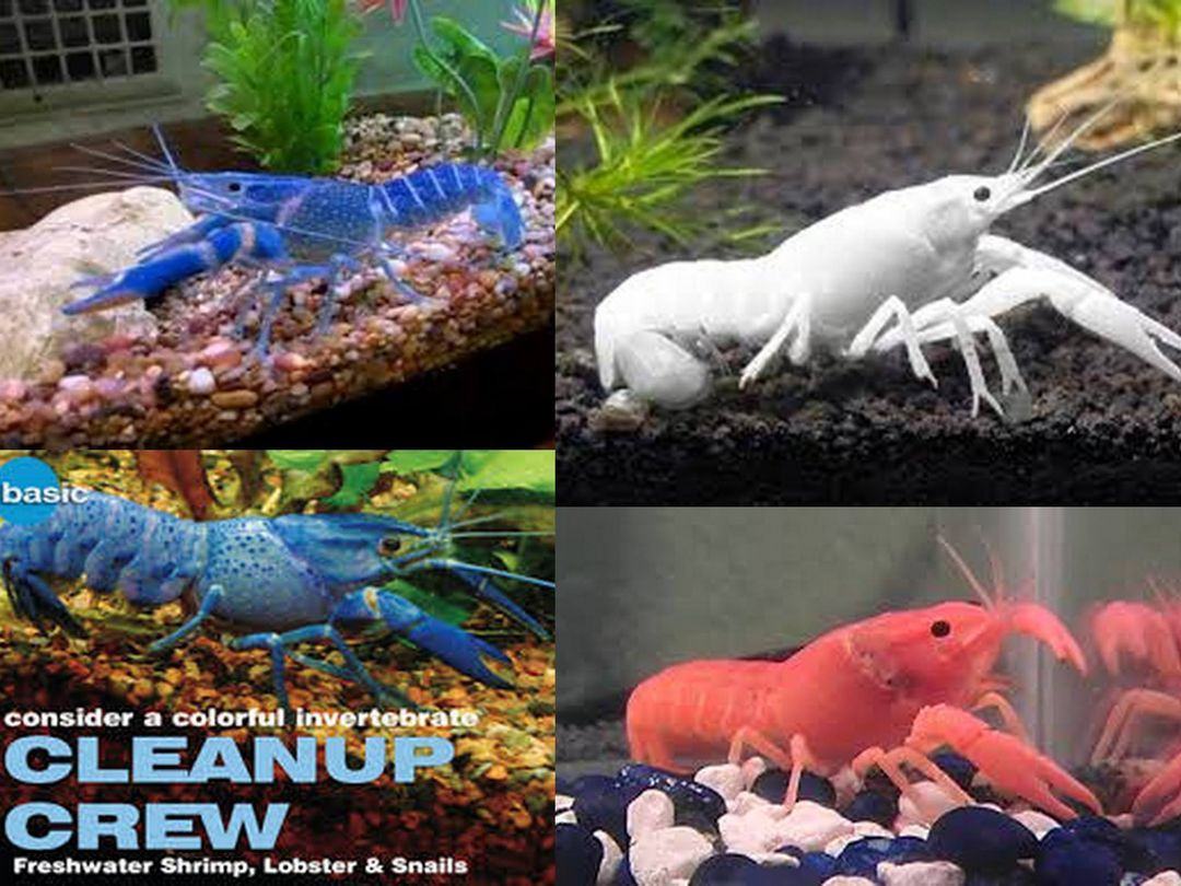 Axolotls — Abilene, KS — Paws -N-Claws