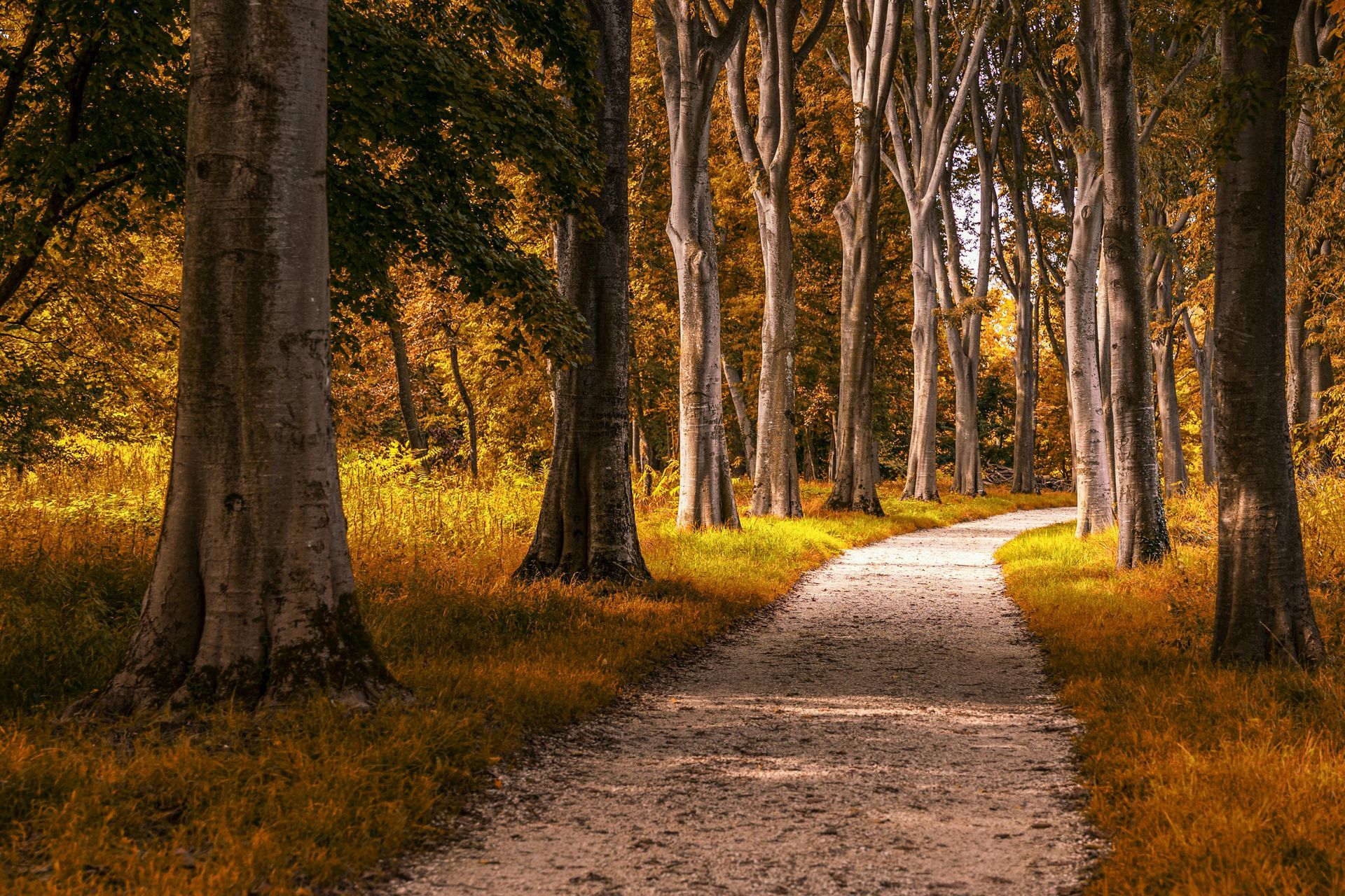 a winding pathway through an autumn hardwood forest