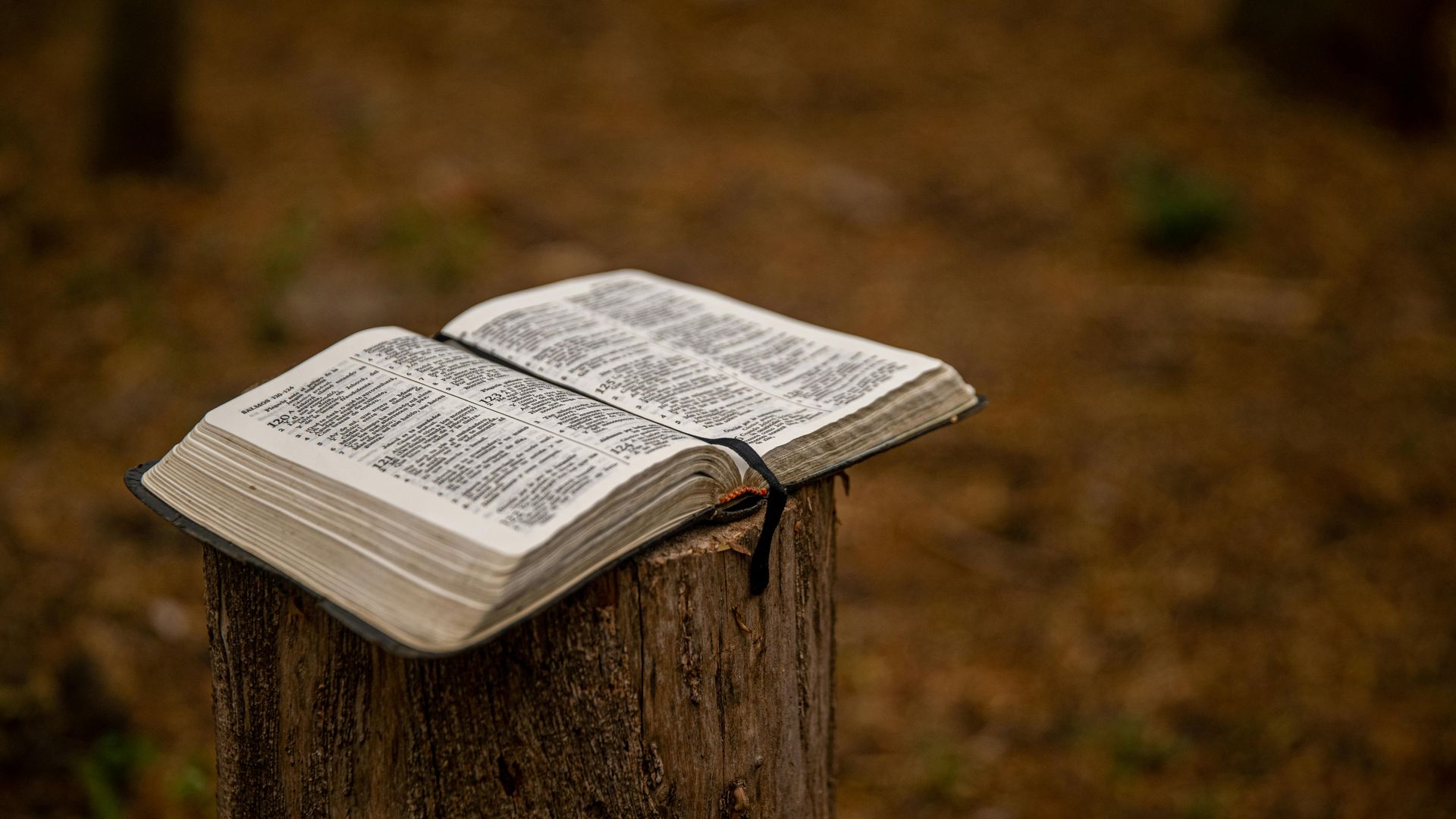 open king james bible on a stump