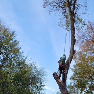 Expert Tree Service - North Richland Hills - Mercer Tree Service