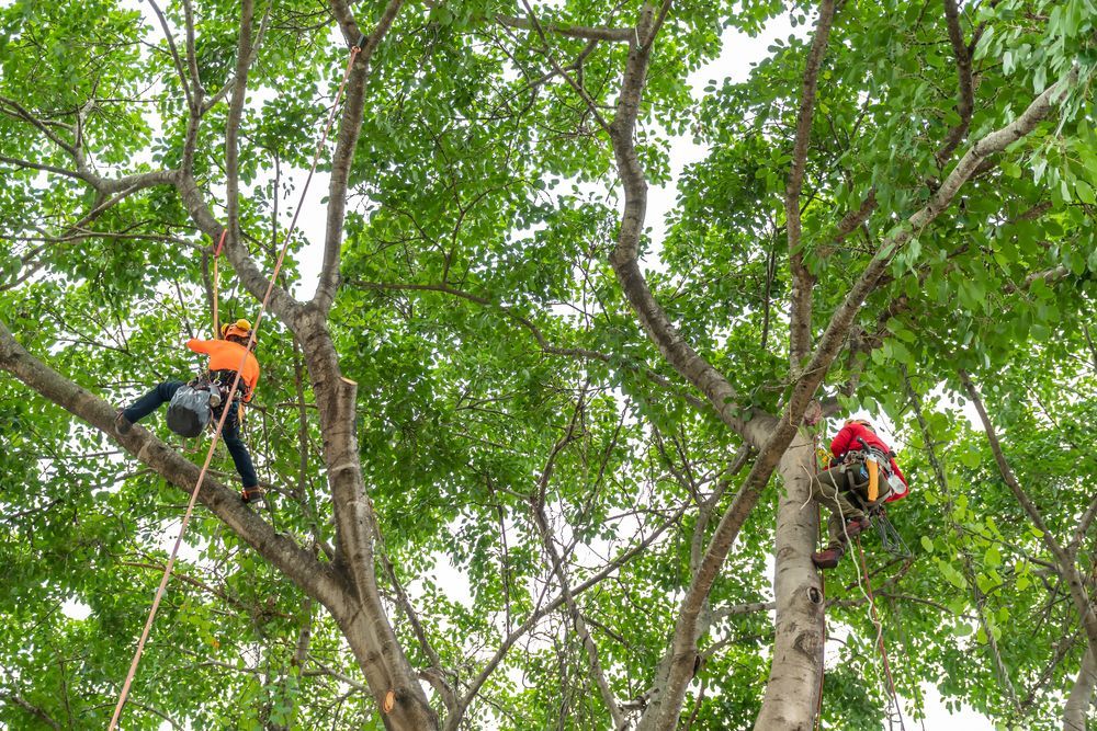 Two arborists trimming tree branches, secured with ropes, in lush green foliage.