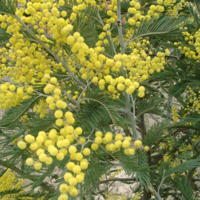 Fiori Commestibili freschi - MIMOSA