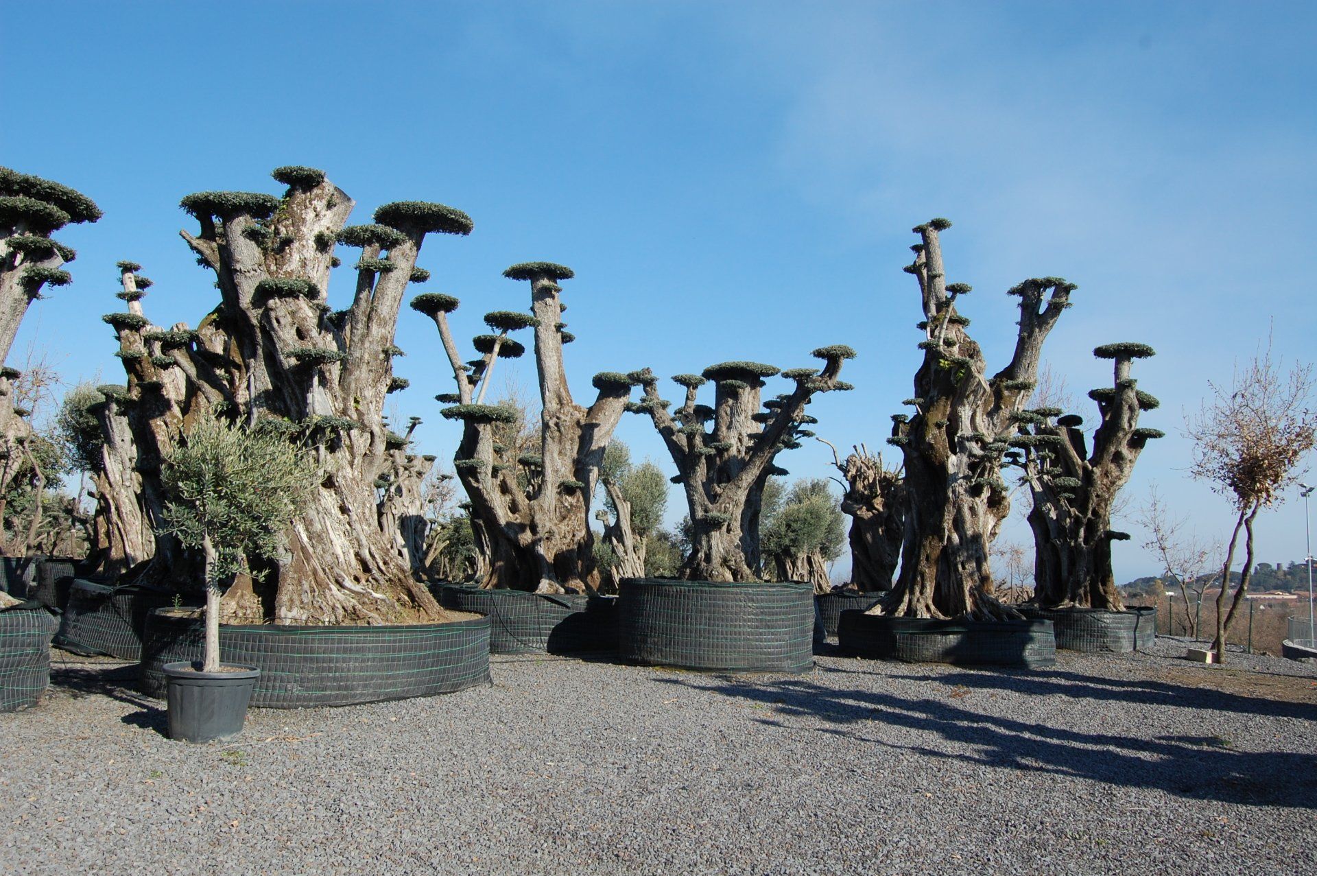 vendita ulivi secolari a Catania