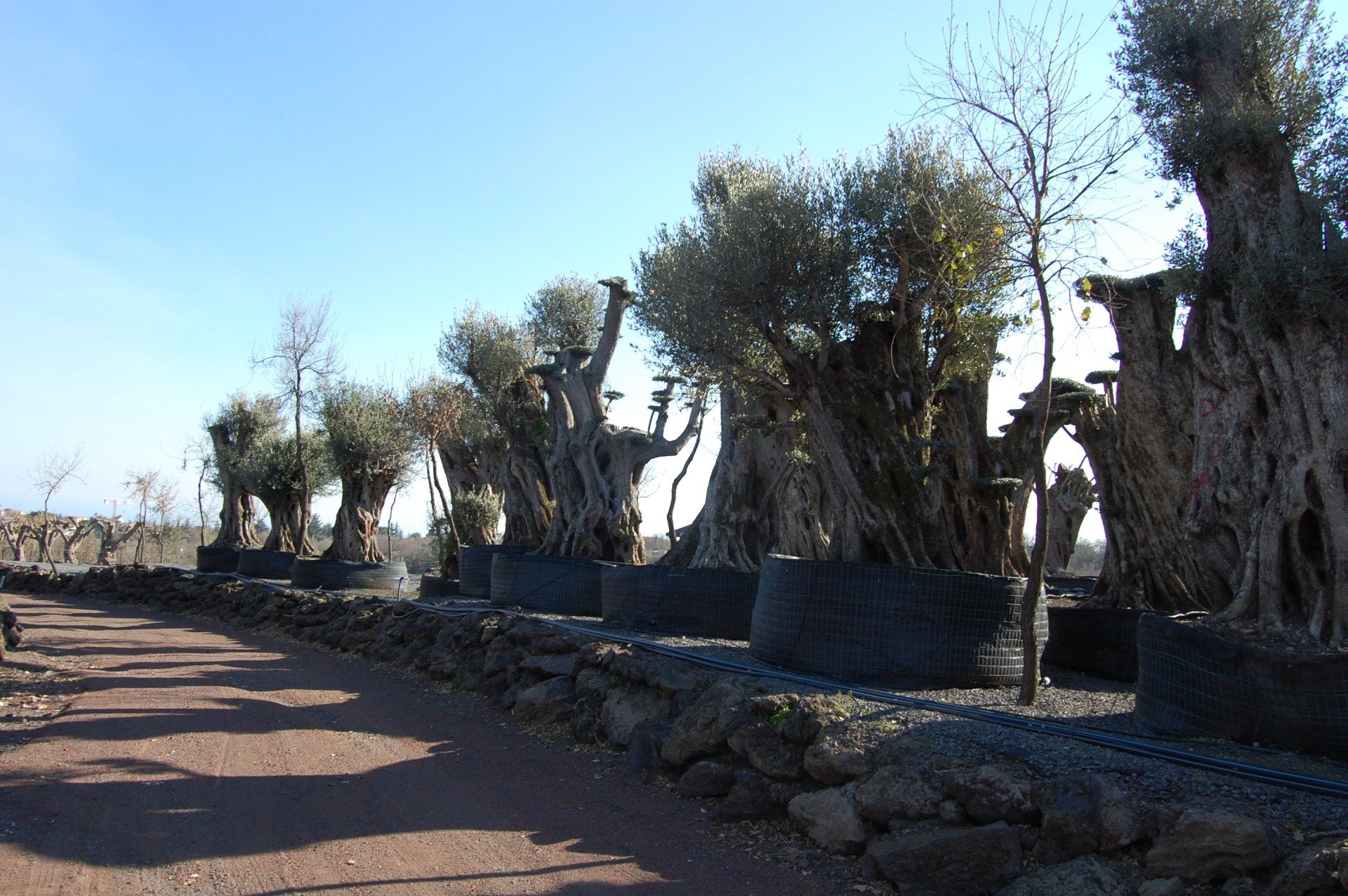 vendita piante secolari