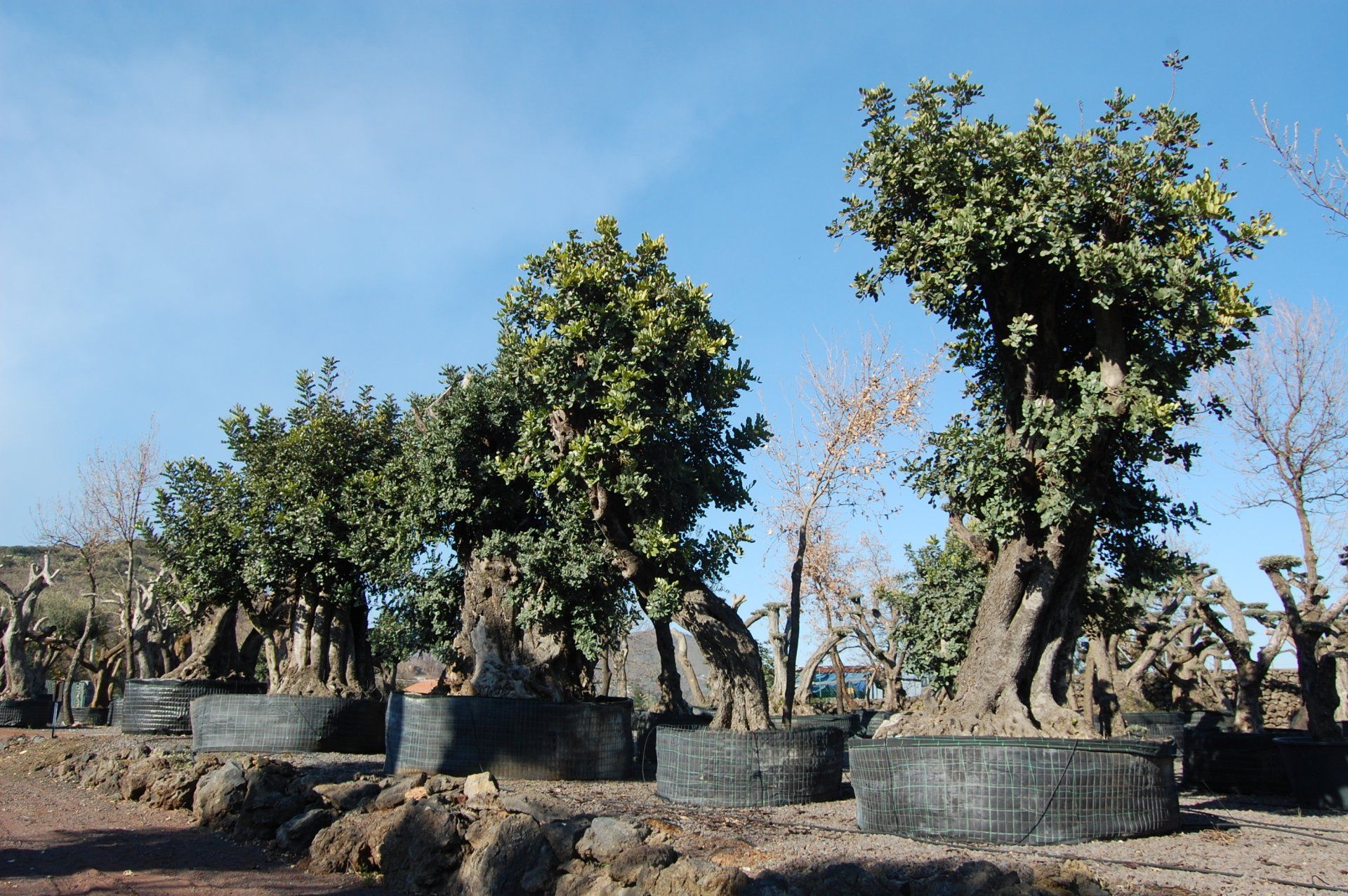 vendita carrubi secolari