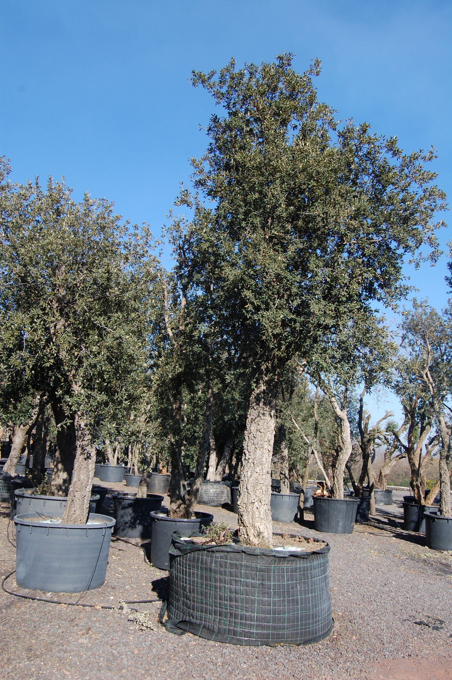 vendita carrubi e ulivi secolari