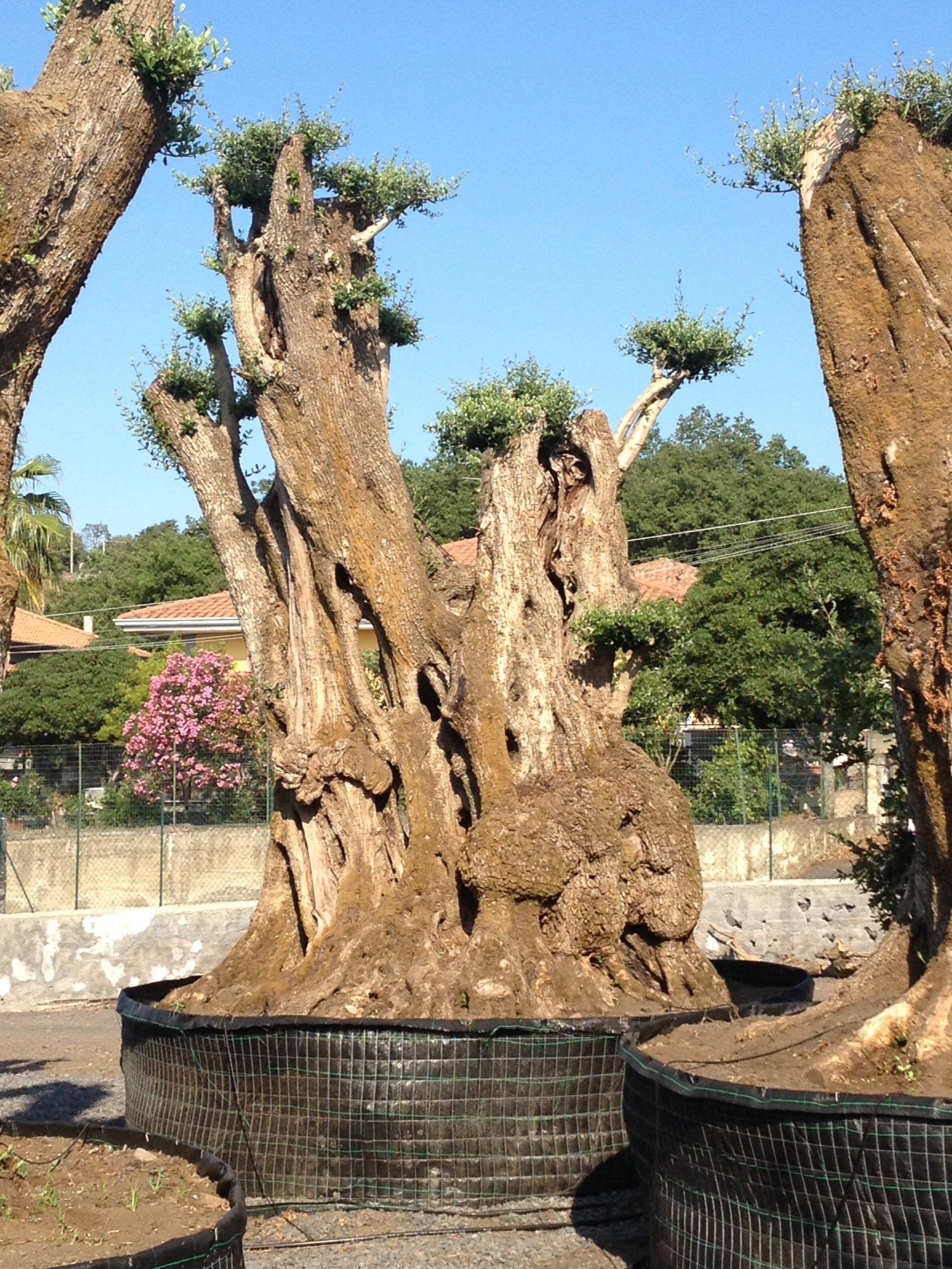 vendita carrubi a Pedara CT