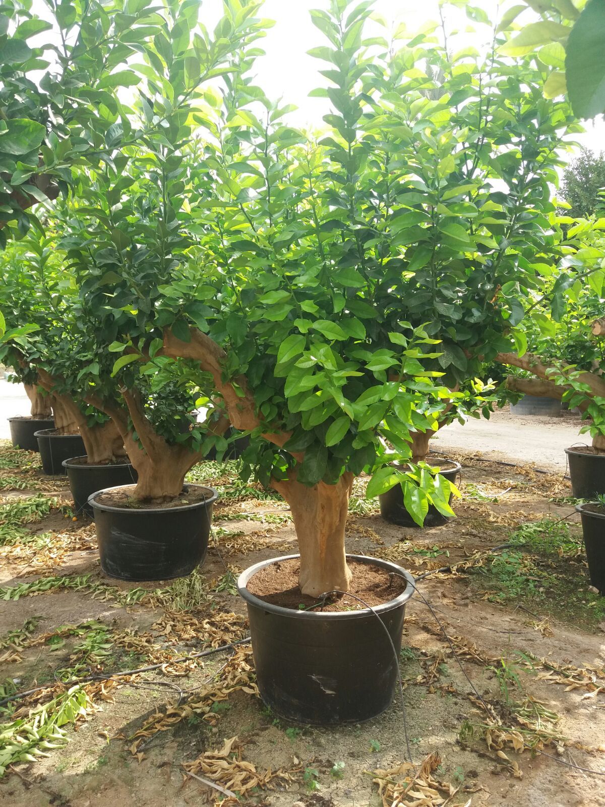 vendita ulivi a Pedara CT