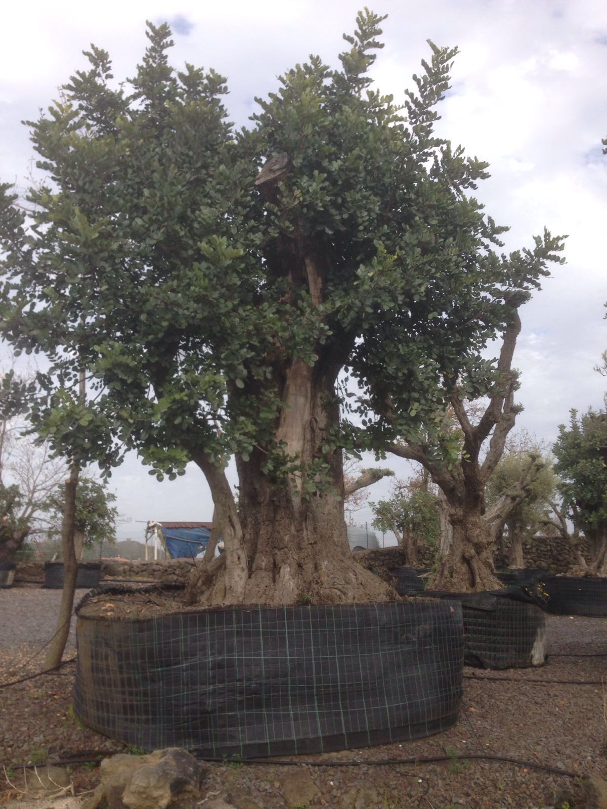 ulivi centenarie a Pedara CT