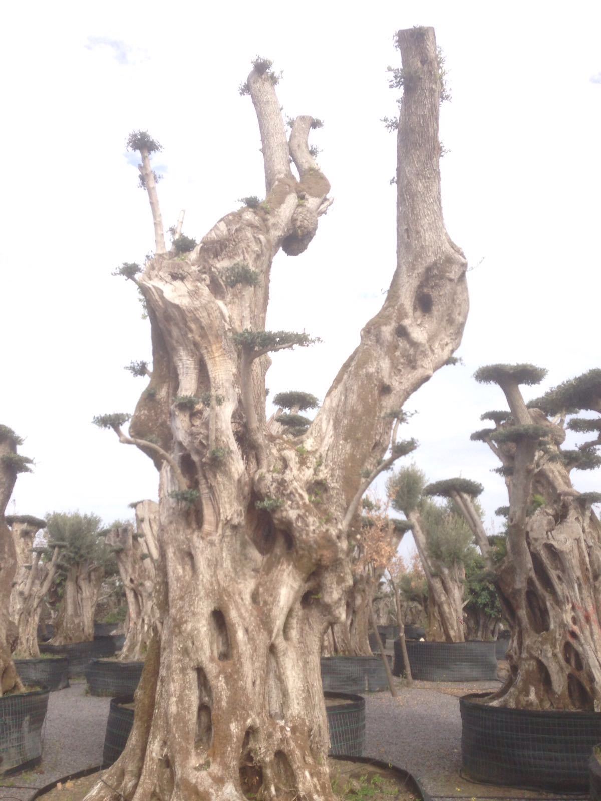 carrubi centenarie a Pedara CT