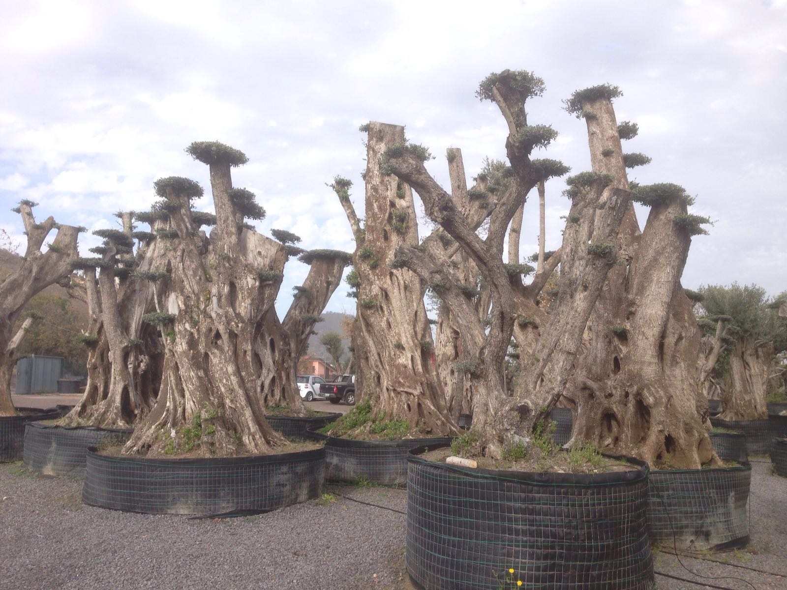 alberi centenarie a Pedara CT