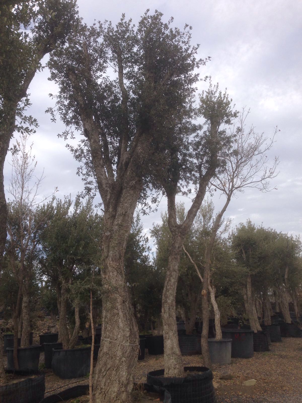 piante antiche a Pedara CT