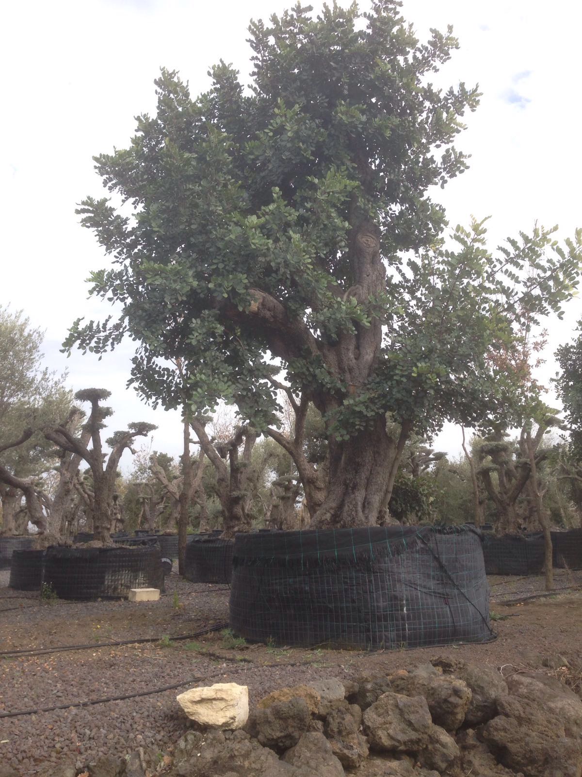 vendita alberi secolari a Pedara CT