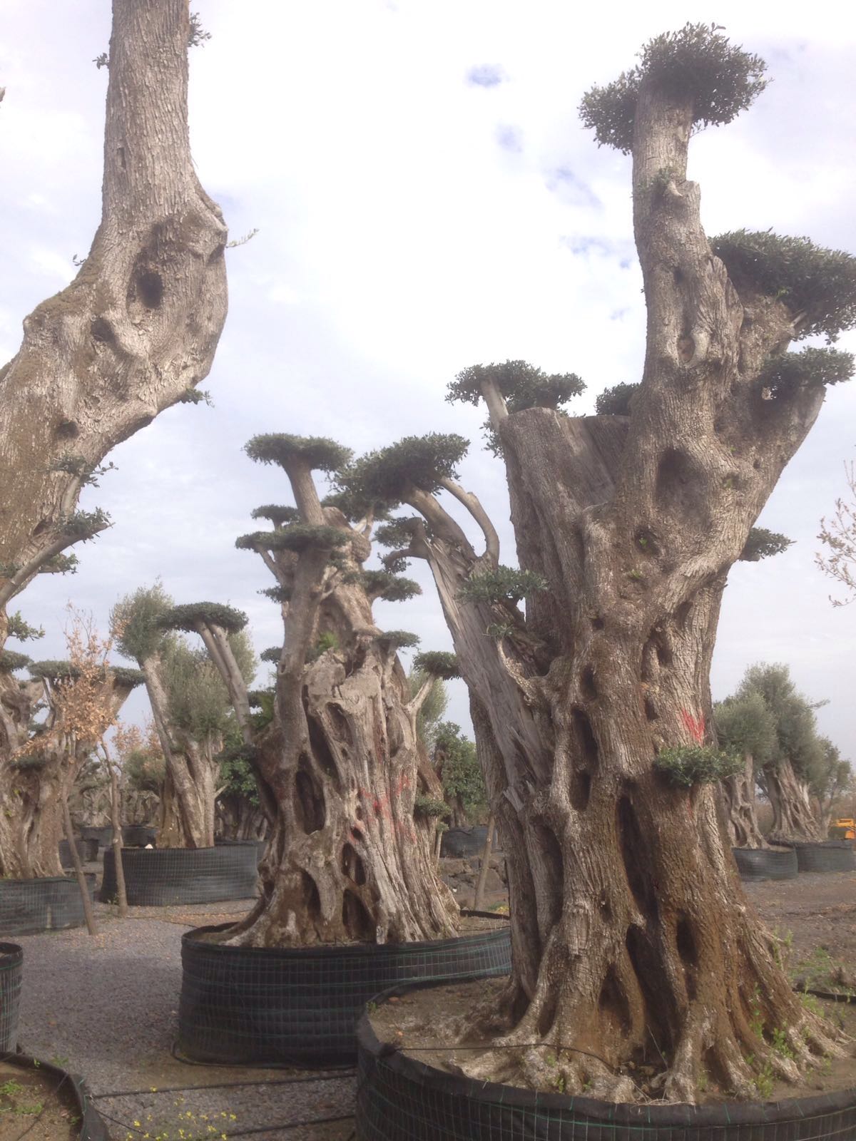 piante ornamentali secolari a Pedara CT