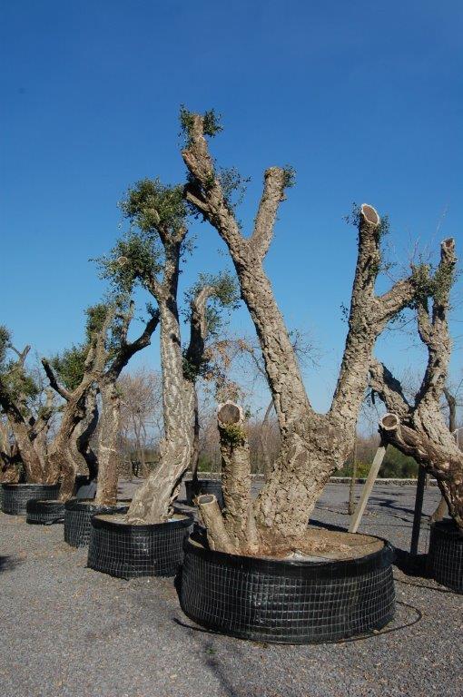 piante centenarie a Pedara CT