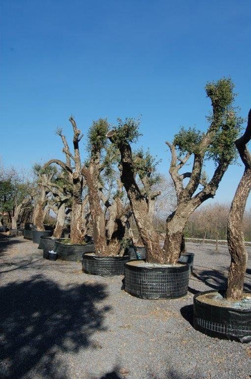 ulivi e carrubi secolari a Pedara CT