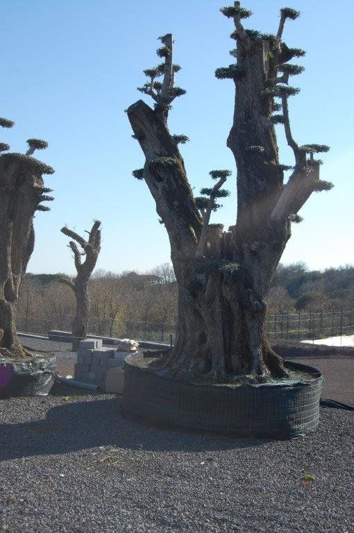 piante secolari a Pedara CT