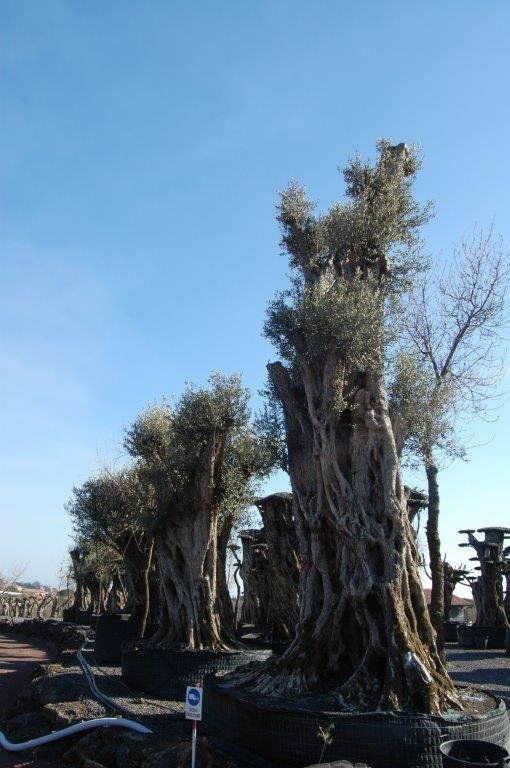 carrubi e ulivi secolari a Pedara CT