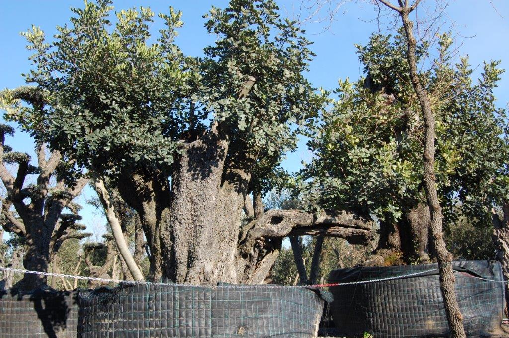 piante secolari a Pedara CT