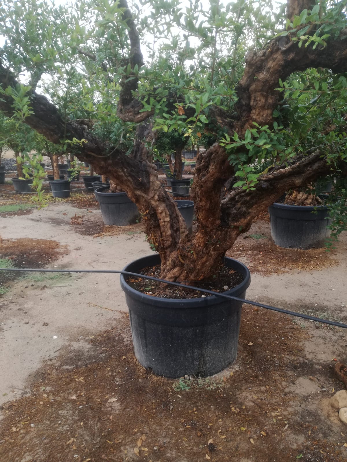 piante ornamentali a Pedara CT