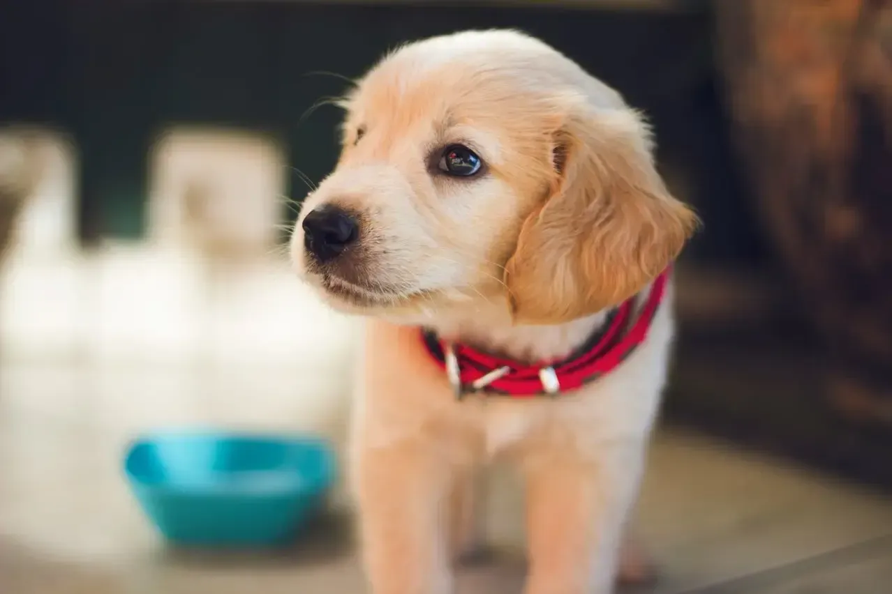 A puppy wearing a red collar is sitting in front of a blue bowl.