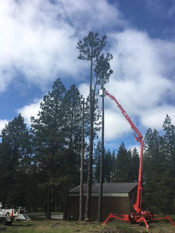 Tree Cutting — Newman Lake, WA — Affordable Arborist