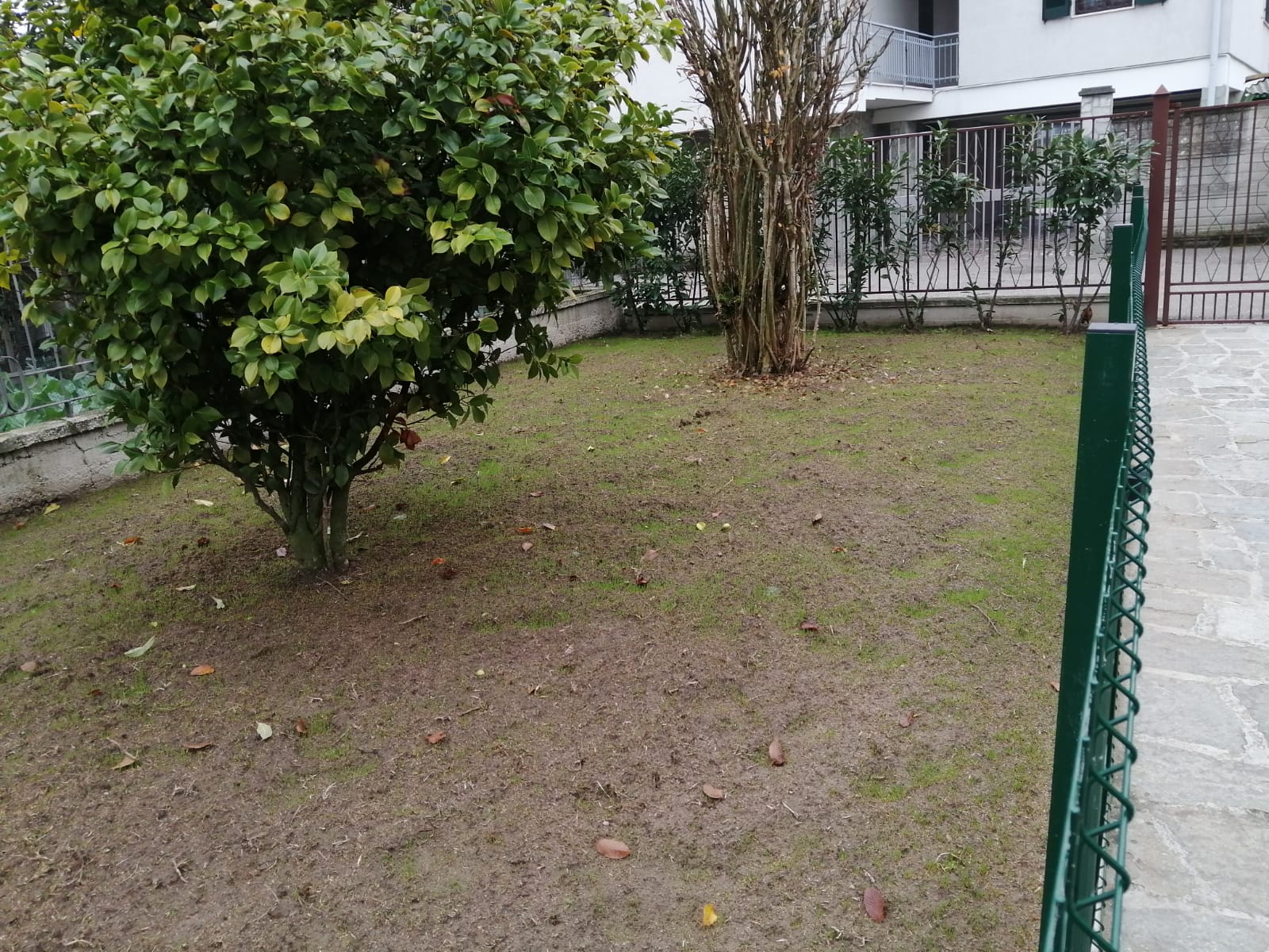 albero in un terreno pubblico