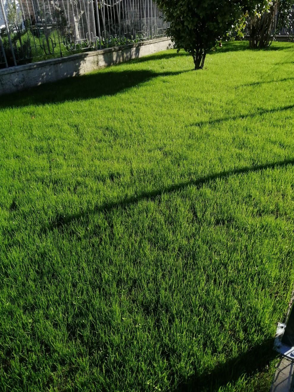 prato con alberi ed erba alta