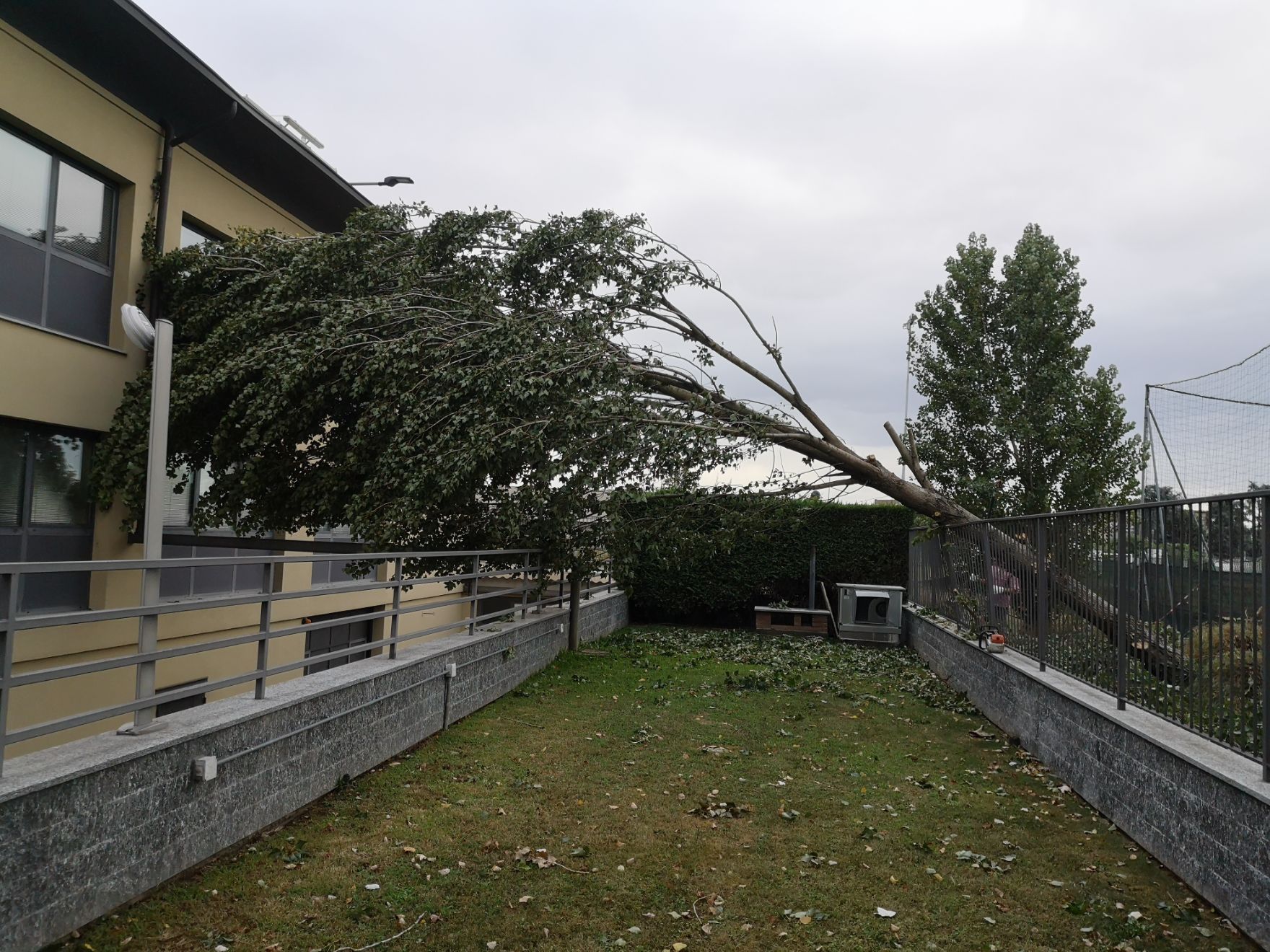 abbattimento di un albero ad alto fusto