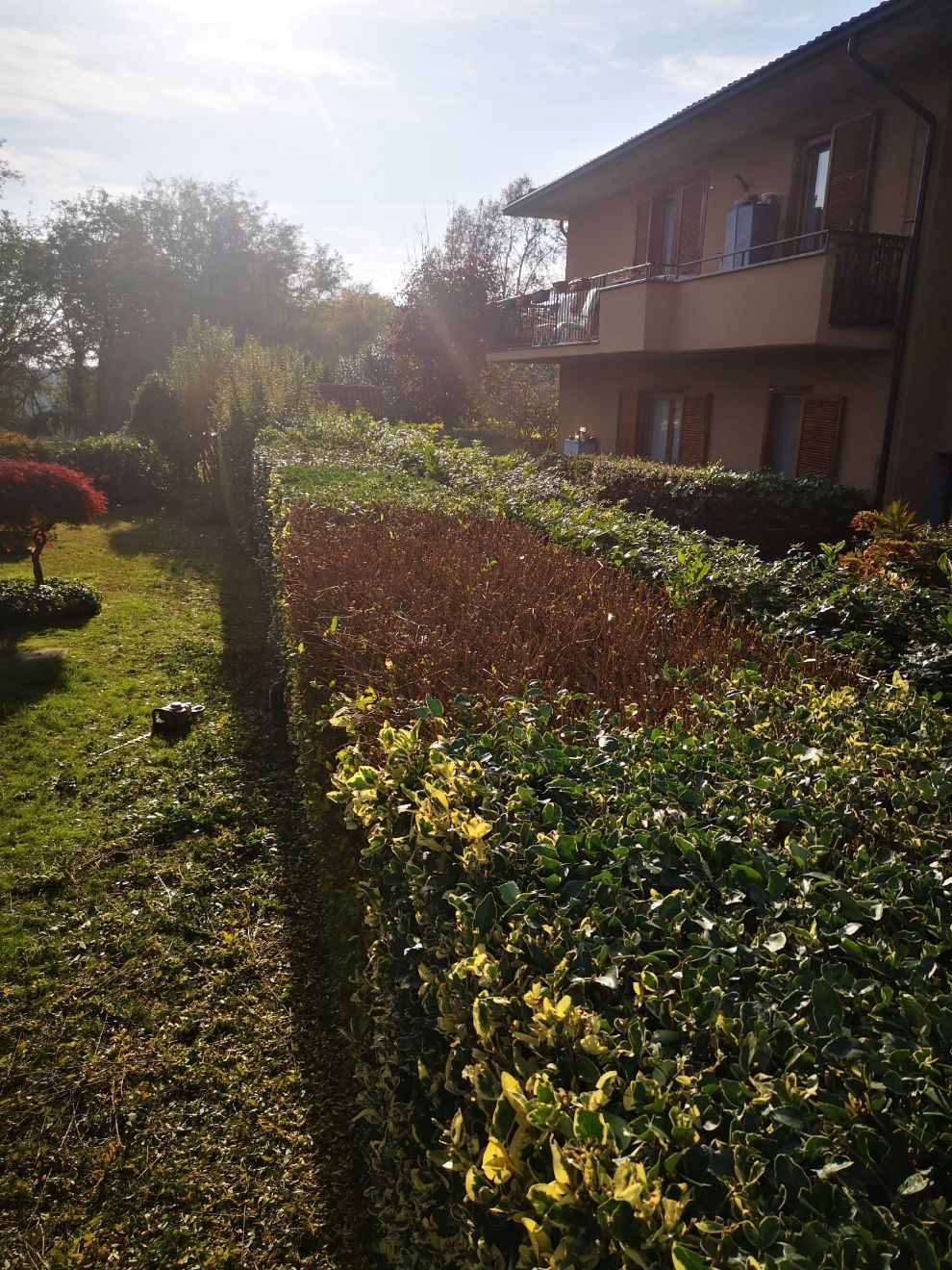 giardino con siepe, prato e arbusti