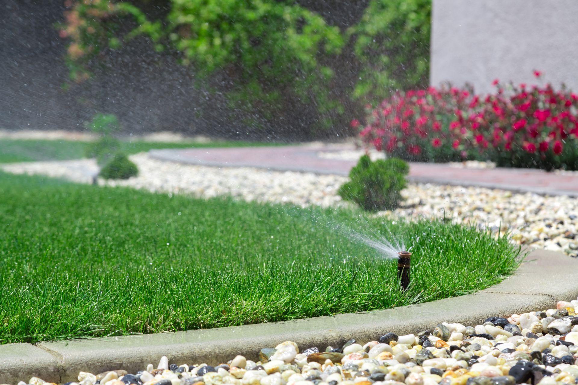 A lawn sprinkler sprays water over a lush green grass yard next to a pebble garden border and red flowering shrubs.