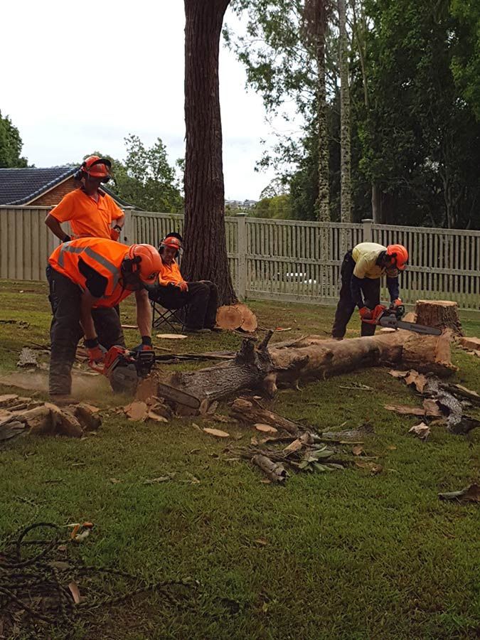 A Group Of Men Are Cutting Down A Tree With Chainsaws — NCA Consulting Pty Ltd in Alstonville, NSW