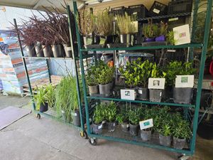 Plant nursery shelves with assorted potted herbs and flowers outside a storefront.