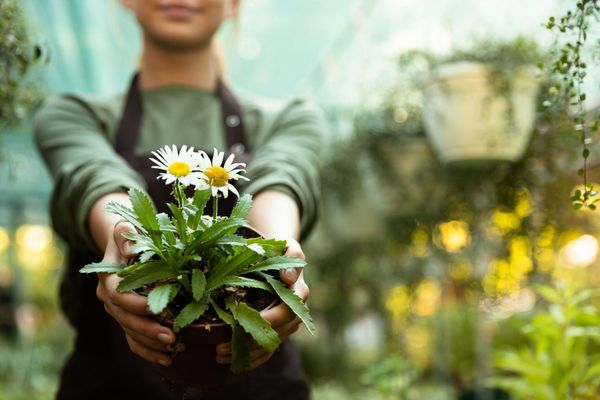 Person holding a small potted plant with white flowers in a garden setting