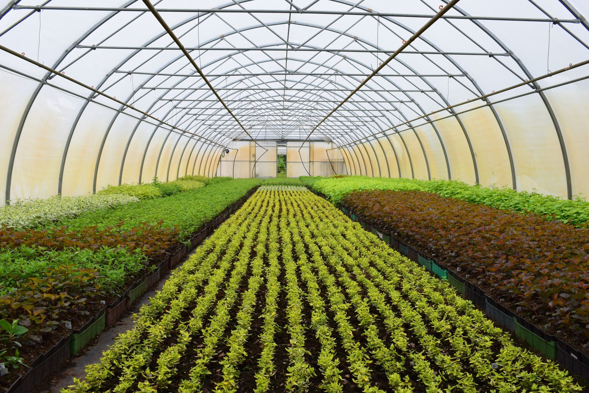 Rows of green seedlings growing inside a curved greenhouse tunnel