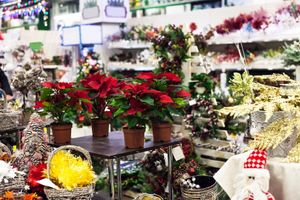 Holiday flower display with red poinsettias, white and gold decorations in a shop