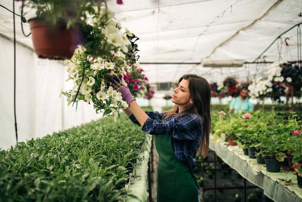 Woman tending hanging flowers in a greenhouse with rows of potted plants