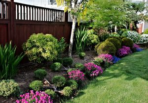 Landscaped garden bed with pink flowers, shrubs, and a wooden fence along a grassy lawn