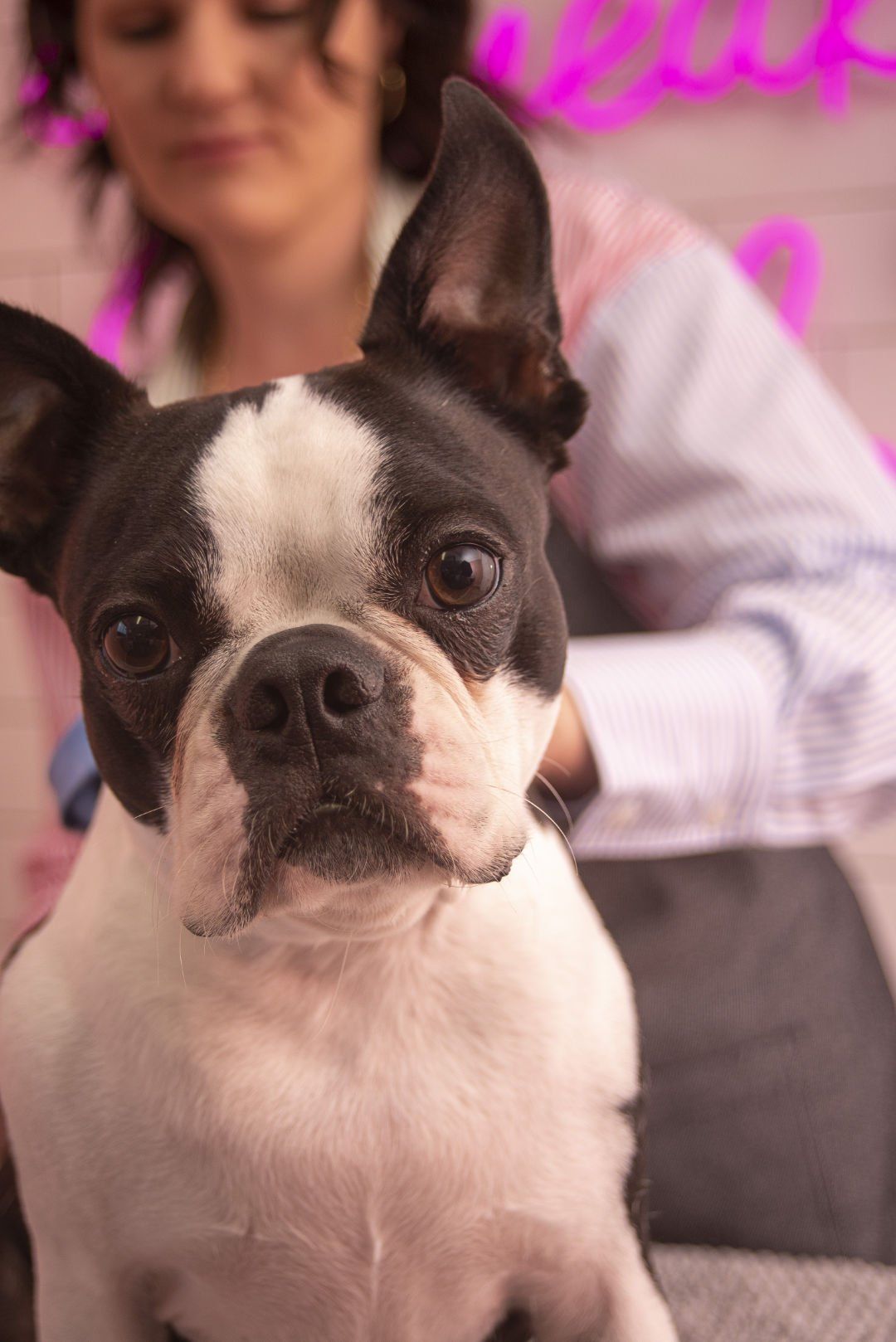 A black and white dog is sitting next to a woman on a couch.