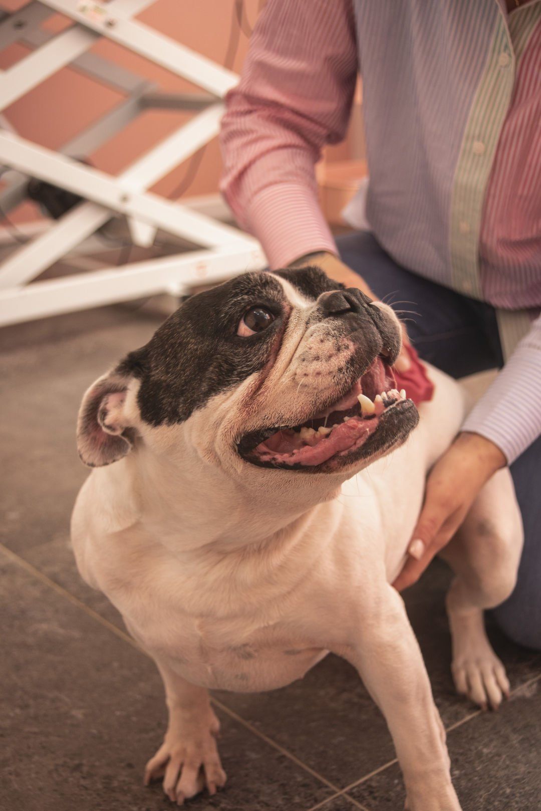 A person is holding a black and white dog on their lap.