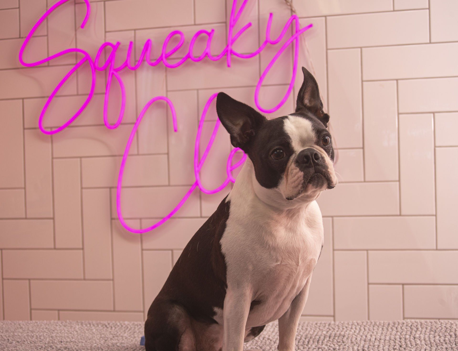 A black and white dog is sitting in front of a pink neon sign.