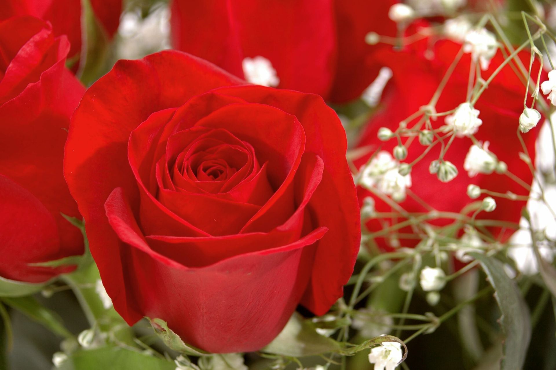 A close up of a red rose with baby 's breath in the background.