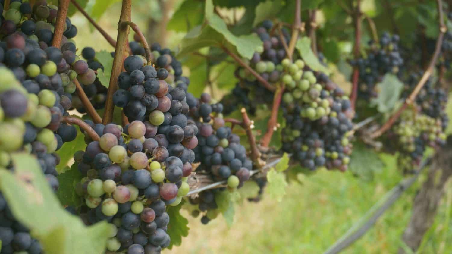 A bunch of grapes hanging from a vine in a vineyard.