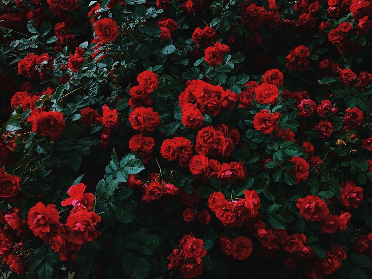 A bush filled with lots of red roses and green leaves.