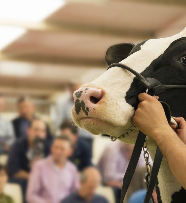 A black and white cow is being held by a person