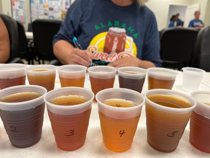 A woman in an alabama shirt sits at a table with plastic cups of different colored liquids Home Brew Sweet Tea COntest