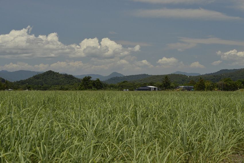 A Field of Tall Grass With Mountains — Northern Service Centre in Edmonton, QLD