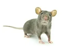 Rodent — Newport, MN — Paffy’s Pest Control Rodent — Newport, MN — Paffy’s Pest Control