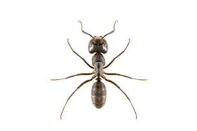 Black Ant — Newport, MN — Paffy’s Pest Control Black Ant — Newport, MN — Paffy’s Pest Control