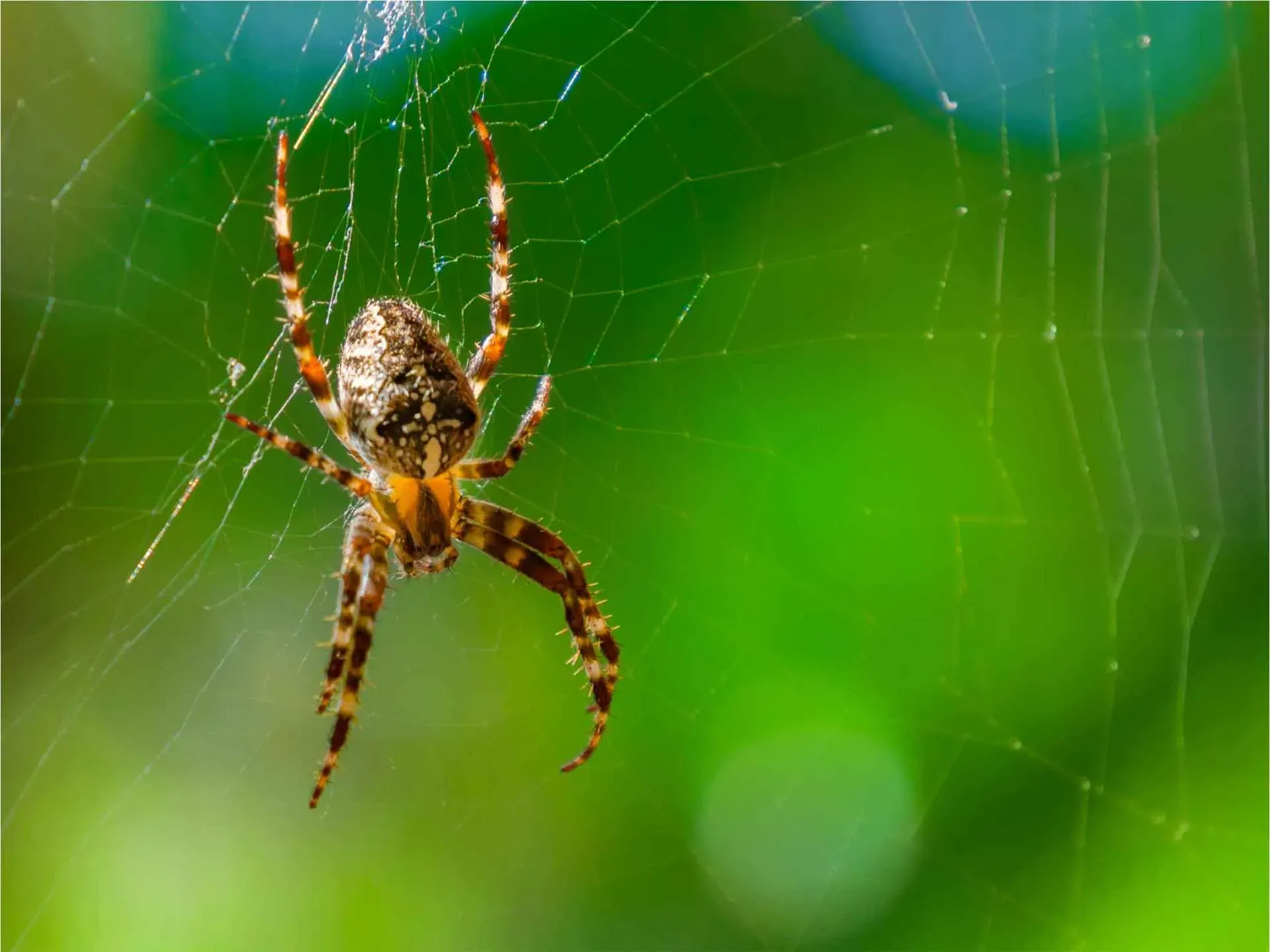 Spiders — Newport, MN — Paffy’s Pest Control